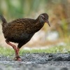 Chrastal weka - Gallirallus australis - Weka 1414